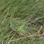 decticus_verrucivorus1