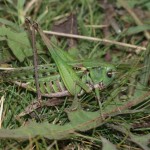 decticus_verrucivorus2