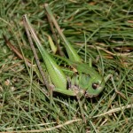 decticus_verrucivorus3