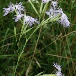 dianthus-superbus-subsp-superbus-1