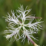 dianthus-superbus-subsp-superbus-2