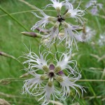 dianthus-superbus-subsp-superbus-3