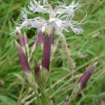 dianthus-superbus-subsp-superbus-4