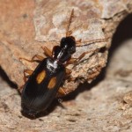 dromius_fenestratus1