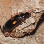 dromius_fenestratus2