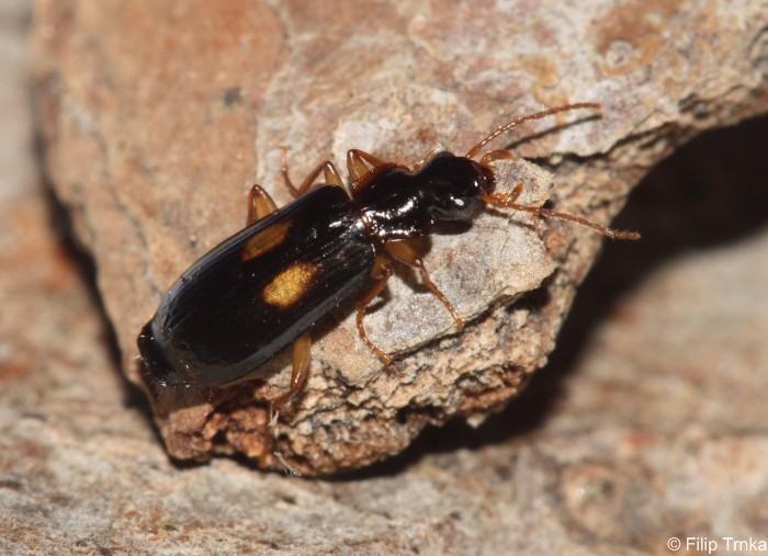 Dromius fenestratus Carabidae střevlíkovití Natura Bohemica
