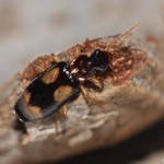 dromius_quadrimaculatus1