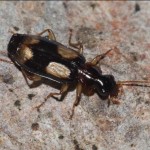 dromius_quadrimaculatus3