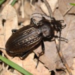 eucarabus_ullrichii2