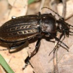 eucarabus_ullrichii3