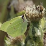 gonepteryx_rhamni1