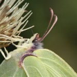 gonepteryx_rhamni2