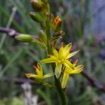 narthecium_ossifragum_3