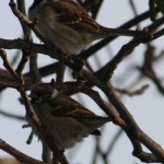 passer-montanus-1