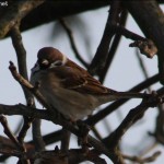 passer-montanus-2