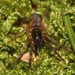 segestria_senoculata1