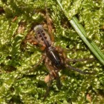 segestria_senoculata2