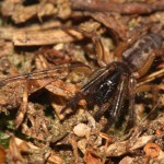 segestria_senoculata3