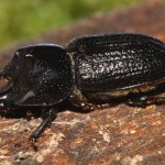 sinodendron_cylindricum1