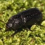 sinodendron_cylindricum2