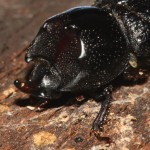 sinodendron_cylindricum3