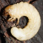 sinodendron_cylindricum4