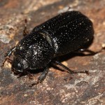 sinodendron_cylindricum41