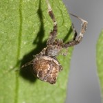 uloborus_plumipes1