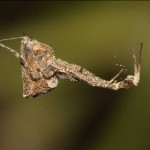 uloborus_plumipes2
