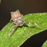 uloborus_plumipes3