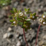 androsace_maxima1