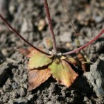 androsace_maxima2