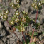 androsace_maxima3