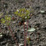 androsace_maxima4
