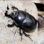 anoplotrupes_stercorosus1