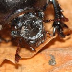 anoplotrupes_stercorosus3