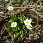 bellis-perennis-1