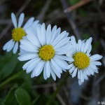 bellis-perennis-2