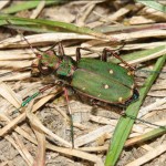 cicindela_campestris1