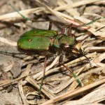 cicindela_campestris2