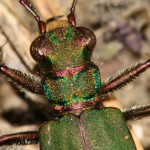 cicindela_campestris3