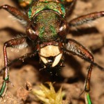 cicindela_campestris4