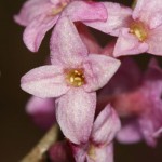 daphne_mezereum1