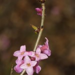 daphne_mezereum2