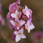 daphne_mezereum4