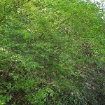 euonymus-verrucosa-1