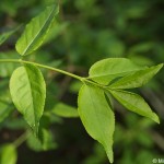 euonymus-verrucosa-2