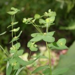 euphorbia_angulata1