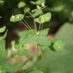 euphorbia_angulata2