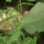 euphorbia_angulata3